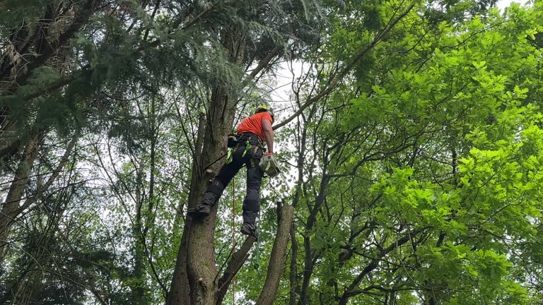 How Our Tree Care Process Works  in Canonsburg, PA